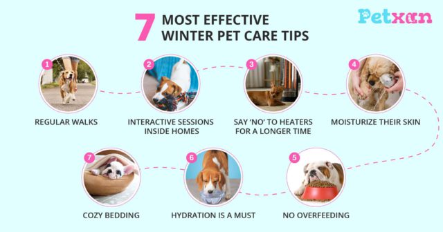 Winter Care tips for pets