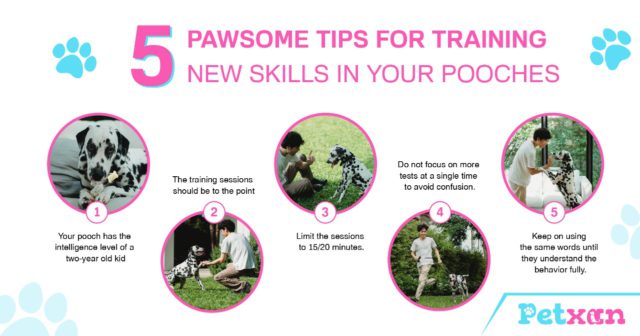 Tips for training your dogs