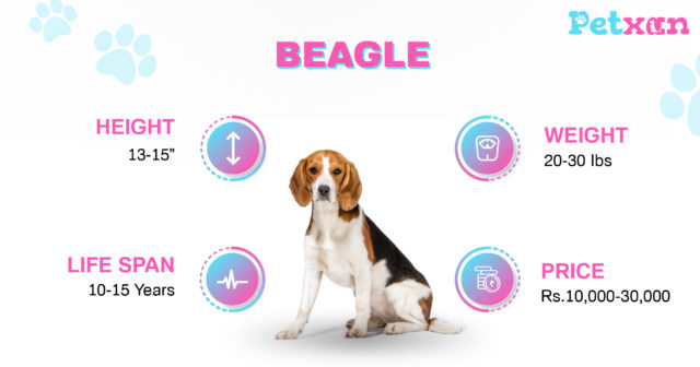 Price of Beagle in Nepal