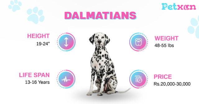 Price of Dalmatian in Nepal