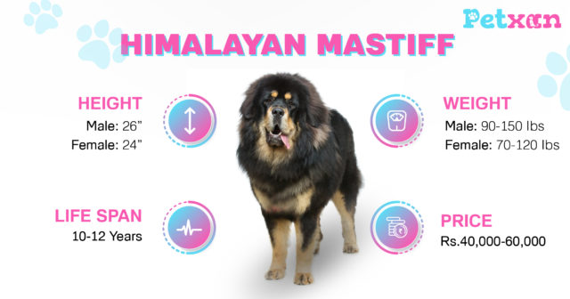 Price of Himalayan Mastiff in Nepal