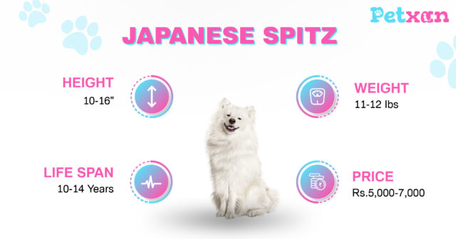 Price of Japanese Spitz in Nepal