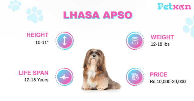 Price of Lhasa Apso in Nepal