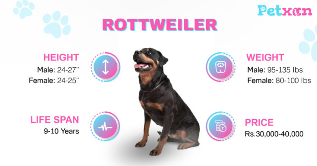 Price of Rottweiler in Nepal