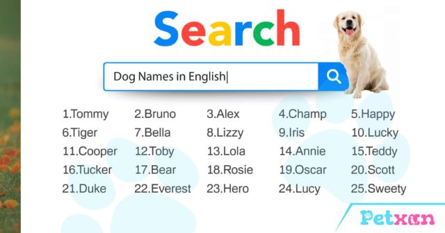 Popular Dog Names in English