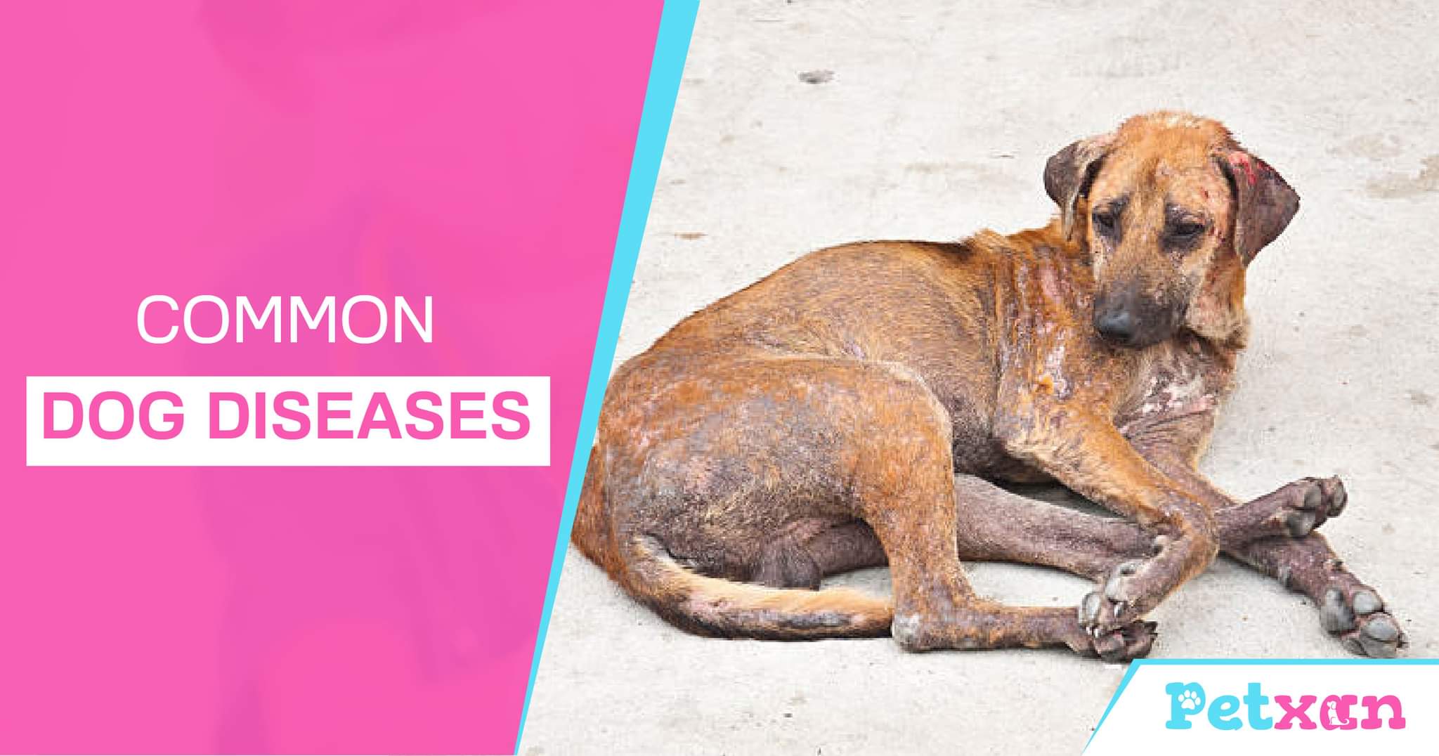 Common Dog Diseases Blog Petxan Online Pet Shop in Nepal