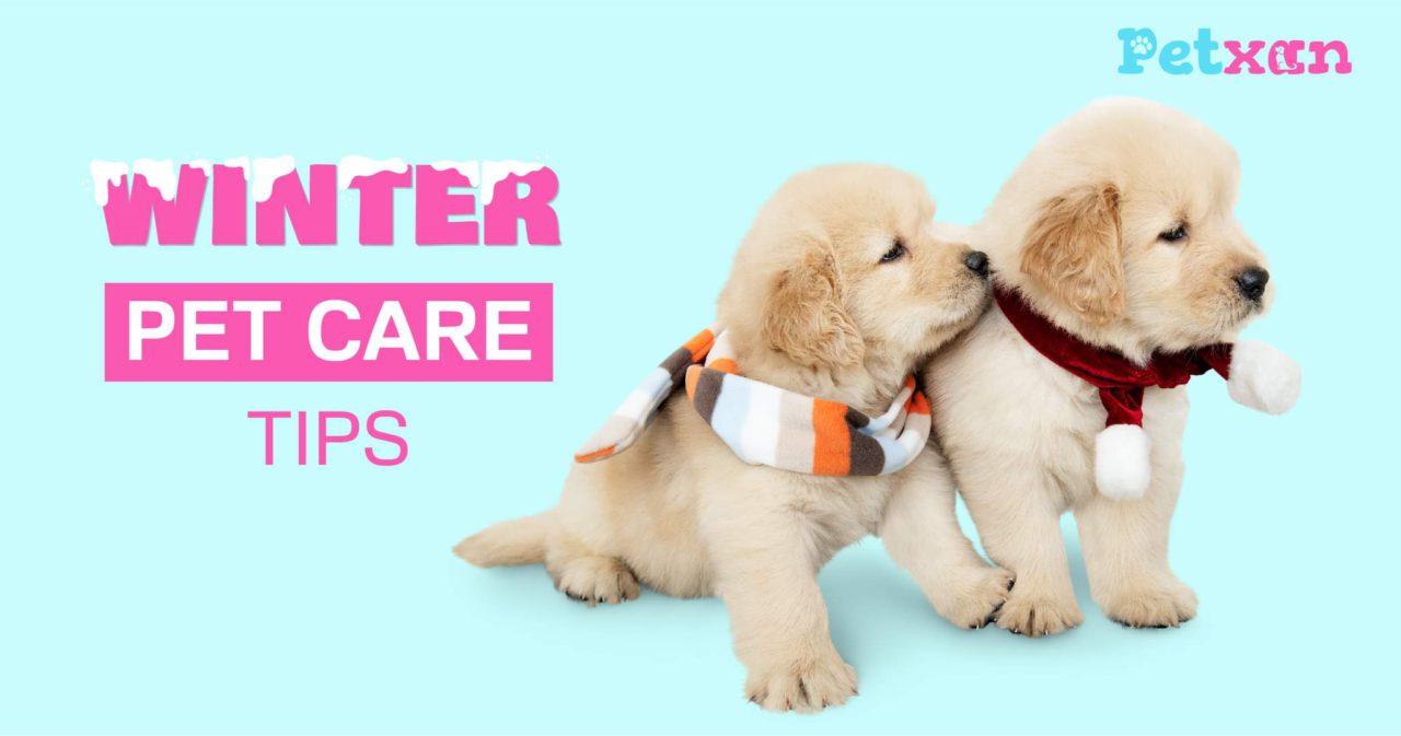 https://petxan.com/wp-content/uploads/2021/12/winter-pet-care-tips-1280x673.jpeg