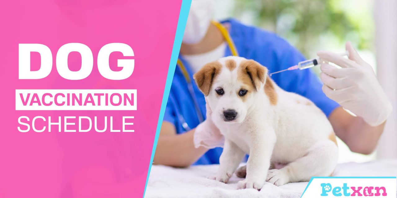 https://petxan.com/wp-content/uploads/2022/01/Dog-Vaccination-Schedule-1280x640.jpeg