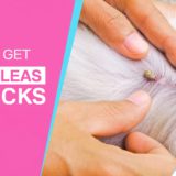 How-to-get-rid-of-ticks-and-fleas