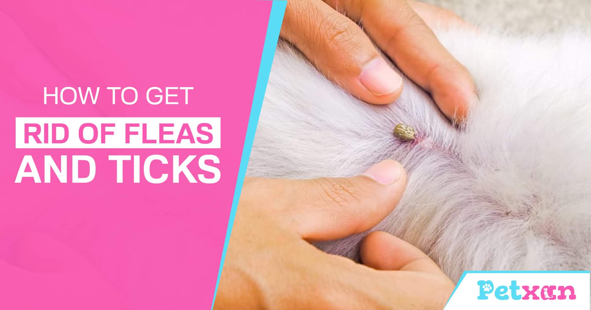 How to get rid of Ticks and Fleas Petxan Online Pet Shop in Nepal