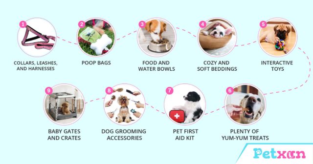 pet essentials for dogs