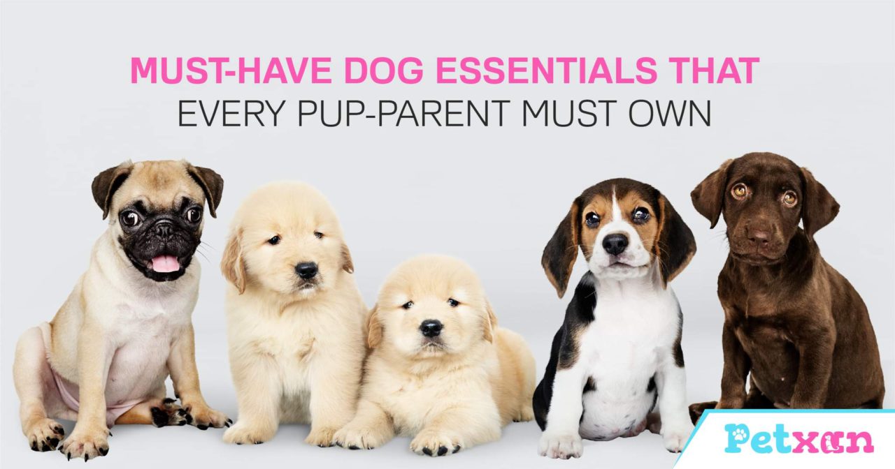 https://petxan.com/wp-content/uploads/2022/01/Pet-essentials-that-every-pup-parent-must-own-1280x672.jpeg