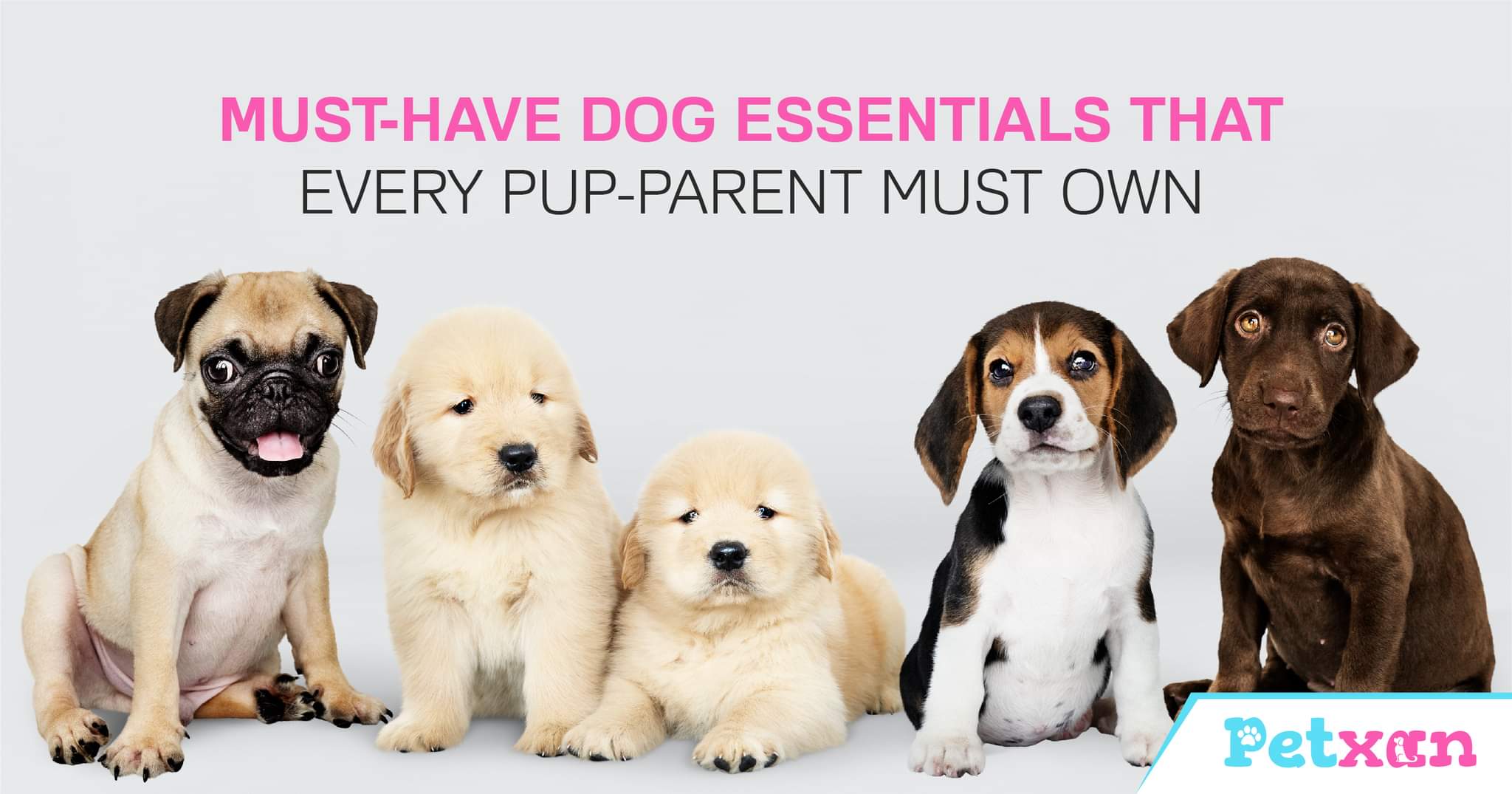 Must-have Pet Essentials | Petxan | Online Pet Shop in Nepal