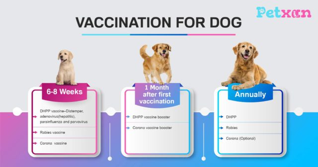 Vaccination for dog