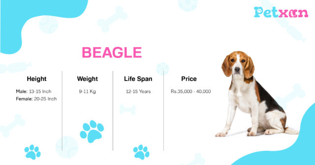 Beagle