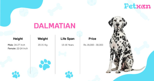 Dalmatian