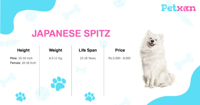 Japanese Spitz