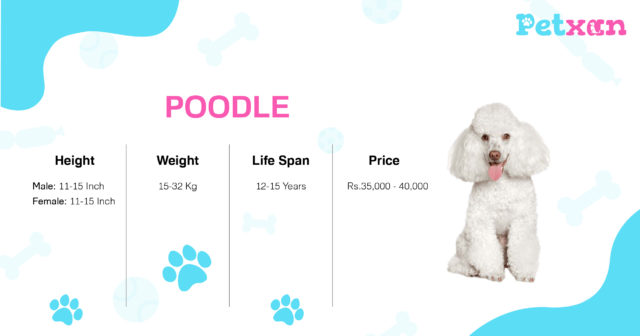 Poodle