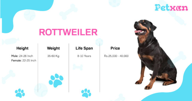 Rottweiler