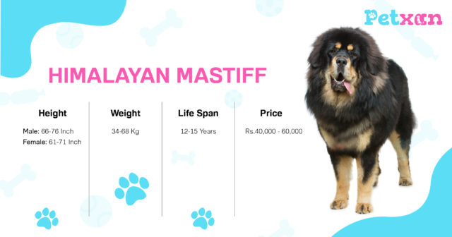 Tibetan Mastiff