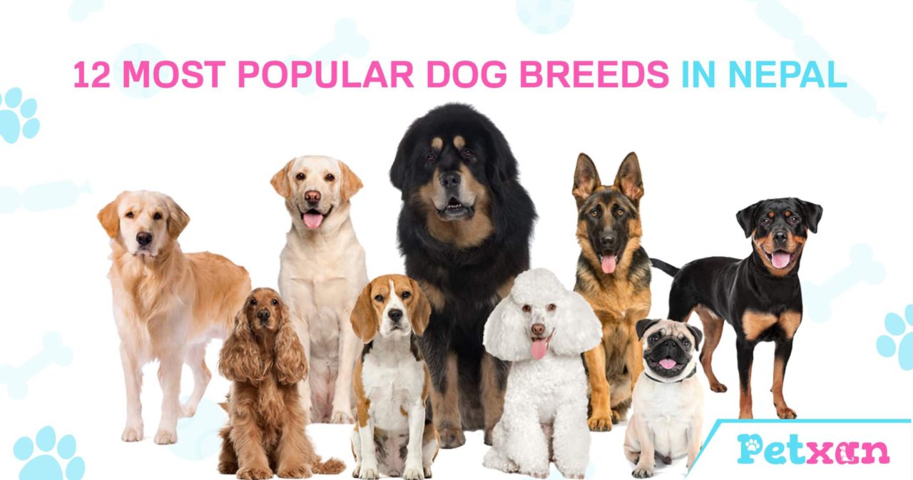 Most Popular Dog Breeds in Nepal | Petxan | Online Pet Shop in Nepal