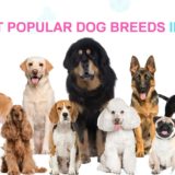 Twelve most popular dog breeds in Nepal