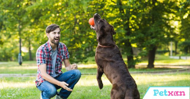 Playing with dogs