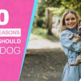 Reasons of getting dogs