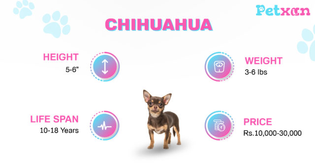 Price of Chihuahua in Nepal