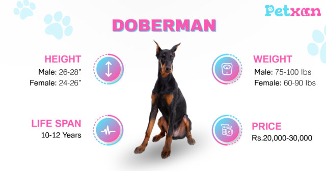 Price of Doberman in Nepal