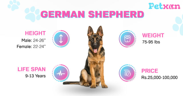 Price of German Shepherd in Nepal