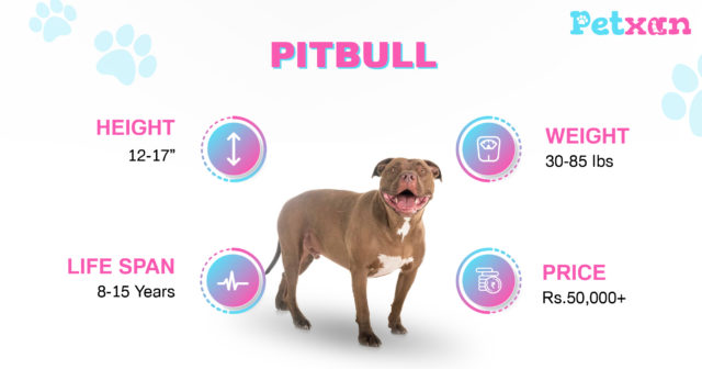 Price of Pitbull in Nepal