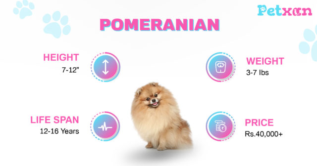 Price of Pomeranian in Nepal