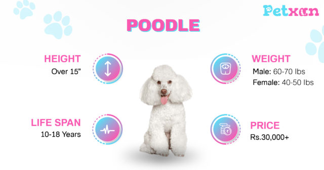Price of Poodle in Nepal