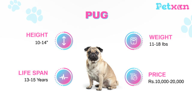 Price of Pug in Nepal