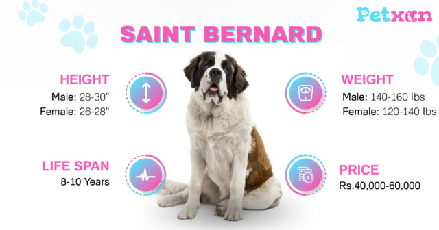 Price of Saint Bernard in Nepal