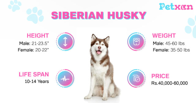 Price of Siberian Husky in Nepal