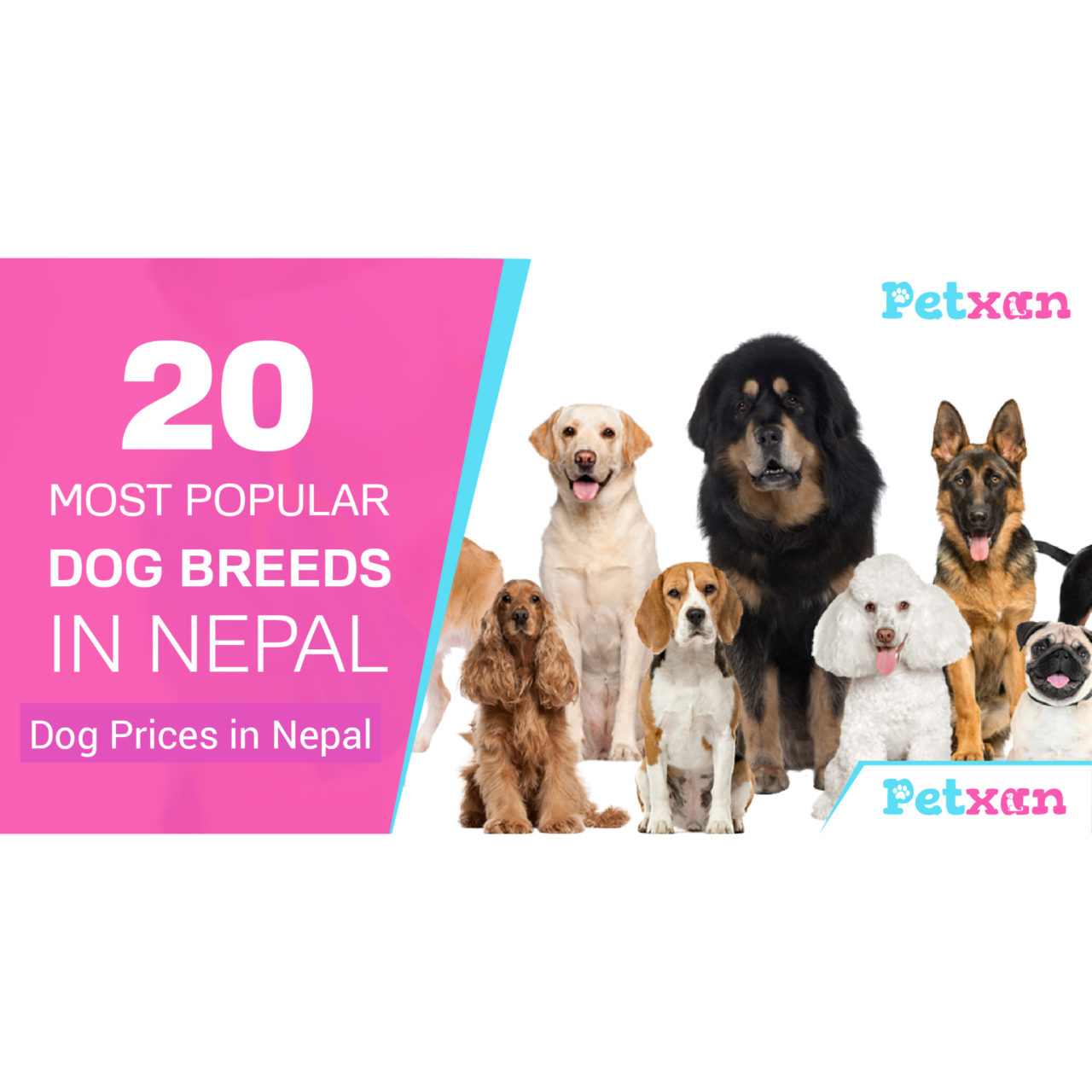 Dog Prices in Nepal | Most Popular Dog Breeds - Blog | Petxan