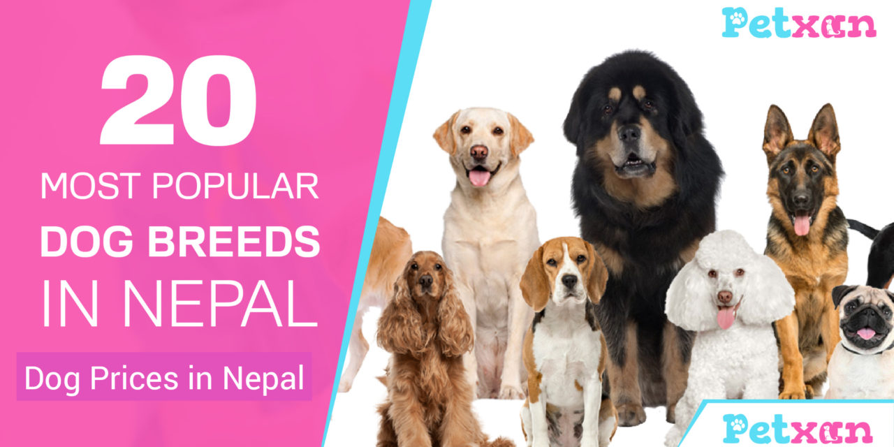 https://petxan.com/wp-content/uploads/2022/07/Prices-of-most-popular-breeds-of-dogs-in-Nepal-1280x640.jpg