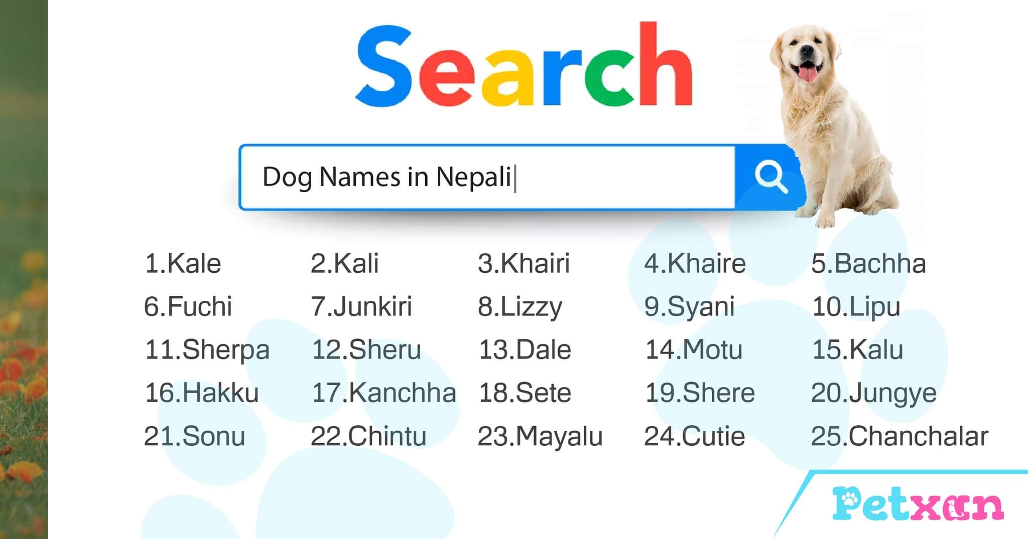 Dog Names In Nepal Popular Dog Names Blog Petxan