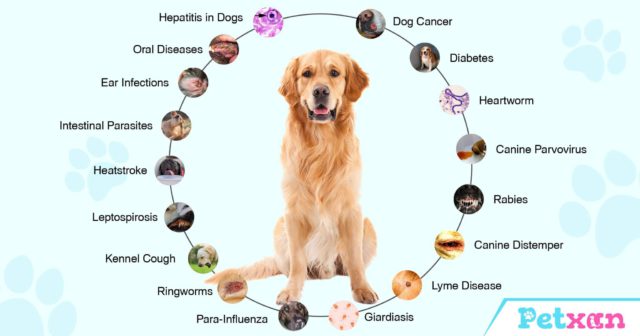Types of common dog diseases