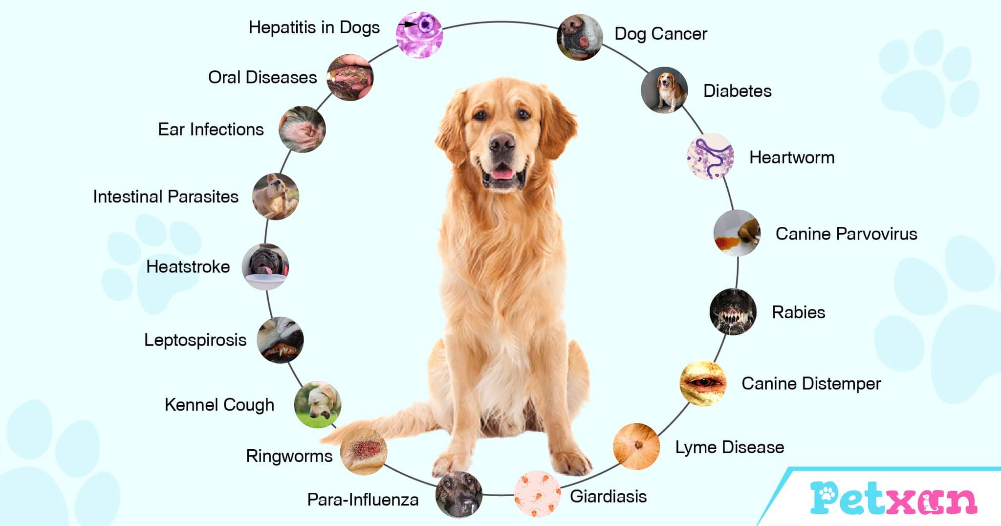 Common Dog Diseases | Blog | Petxan | Online Pet Shop in Nepal