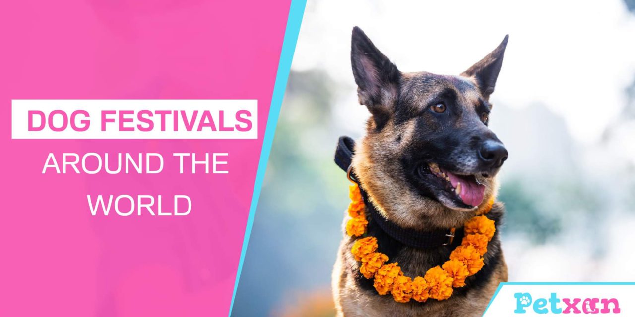 https://petxan.com/wp-content/uploads/2022/11/Dog-festivals-around-the-world-1280x640.jpeg