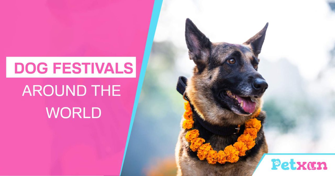 https://petxan.com/wp-content/uploads/2022/11/Dog-festivals-around-the-world-1280x673.jpeg
