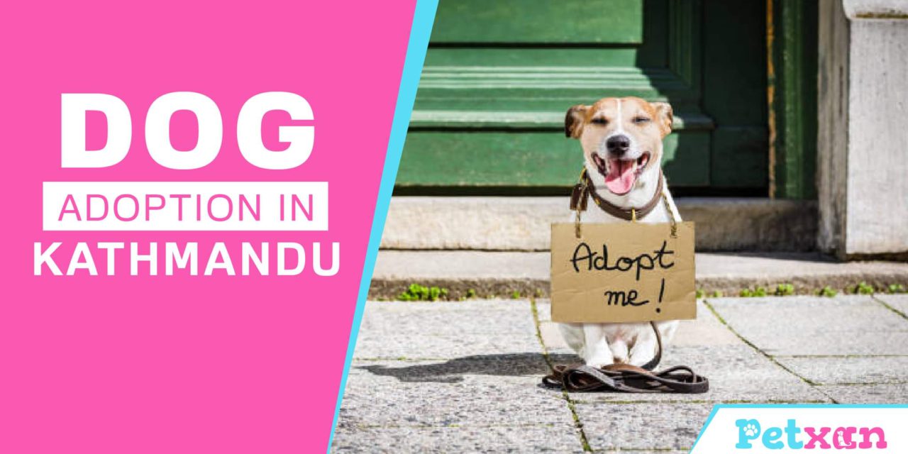 https://petxan.com/wp-content/uploads/2023/01/Dog-Adoption-in-Kathmandu-1280x640.jpeg