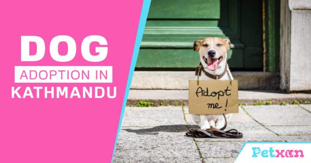 Dog Adoption in Kathmandu