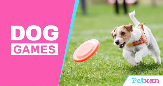 Dog Games