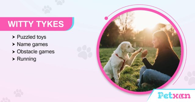 Dog games for intelligent dogs