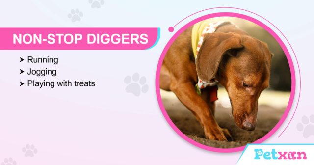 Dog games for diggers