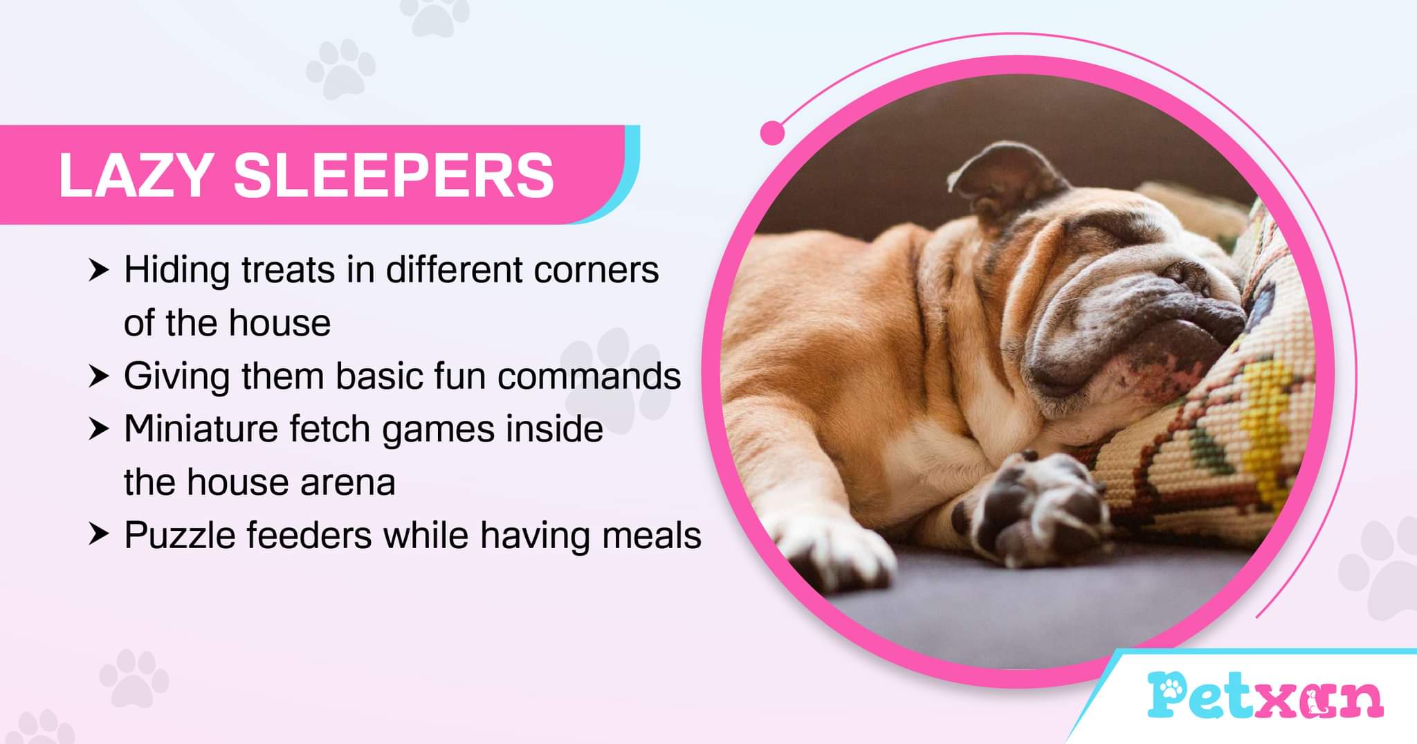 Dog Games Blog Pet related Games Petxan Online Pet Shop